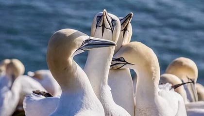 开云体育入口-加拿大横扫日本，姆巴佩制霸全场——足球赛场上的激情与奇迹