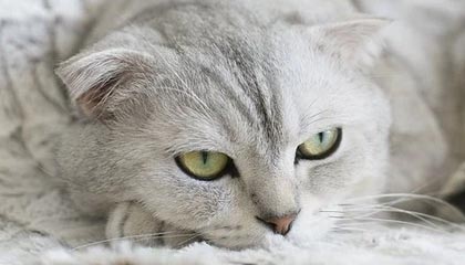 开云-当医疗组搀扶他穿越混合采访区时，记者们突然集体沉默。湿透的10号球衣贴在背上，暴露出去年手术留下的27厘米疤痕。通道尽头电子屏滚动着刚更新的欧冠射手榜，他的名字首次跌出前二十——这个瞬间被美联社记者拍下，成为次日报纸头版《诸神的黄昏从一道裂缝开始》。